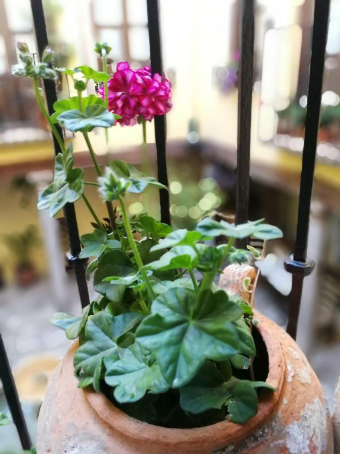 Alh Patio Appartamento *